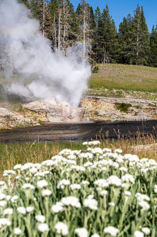 黄石国家公园(Yellowstone National Park)的河畔间歇泉(Riverside Geyser)喷发，前景是野花(去聚焦)